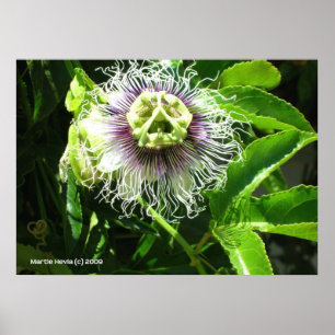 Pôster Flor Monster