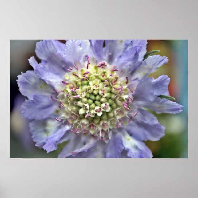 Pôster Flor nº 3 (Frente)