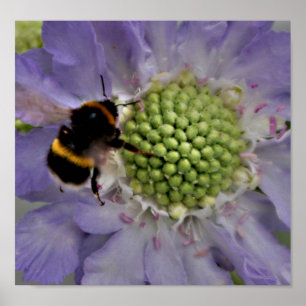 Poster Flor nº 6 (detalhe)