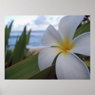 Poster Flor na praia
