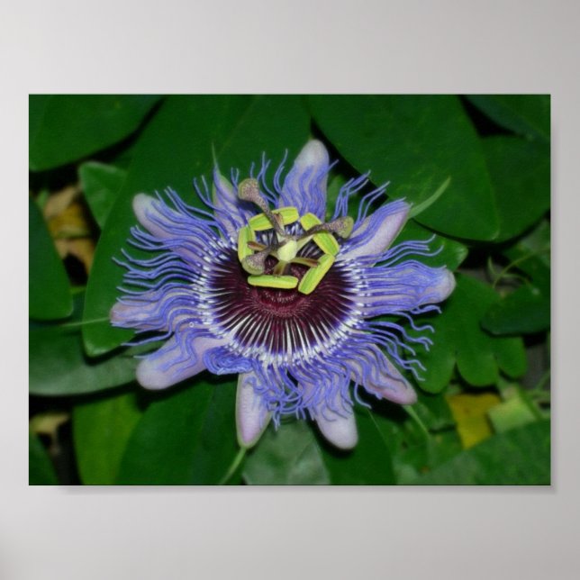 Pôster Flor Ocoee Passiflora caerulea Flor de pastilha (Frente)