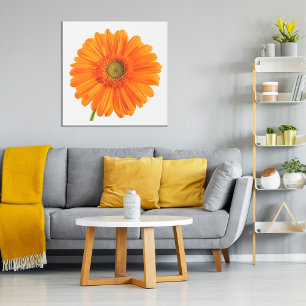 Poster Flor Orange Gerbera Daisy na foto branca