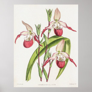 Poster Flor Orquídea Cipripediatra Vintage