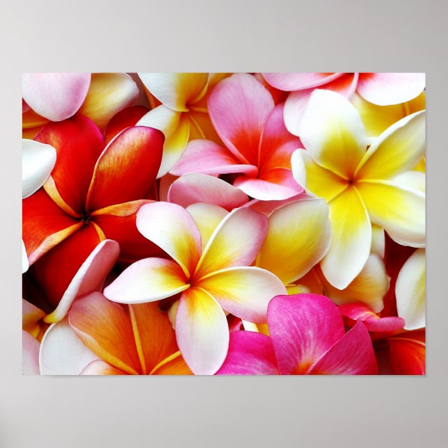 Pôster Flor Plumeria Frangipani Hawaii Personalizado (Frente)
