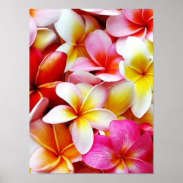 Pôster Flor Plumeria Frangipani Hawaii Personalizado