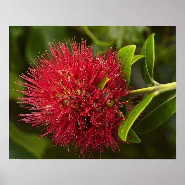 Pôster Flor Pohutukawa, Dunedin (Frente)