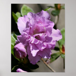 Poster Flor Primavera Azalea rosa
