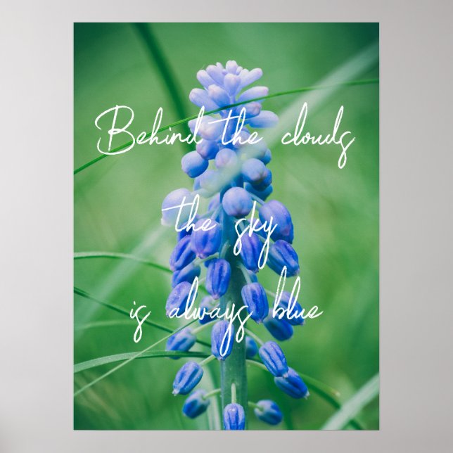 Poster Flor primavera (Hyacinth de Uvas) (Frente)