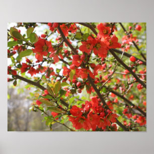 Pôster Flor Primavera vermelho Floral