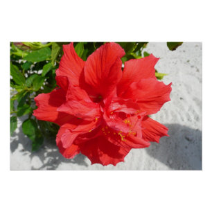 Pôster Flor Red Double Hibiscus