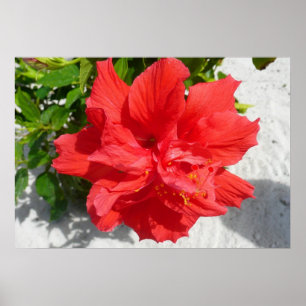 Pôster Flor Red Double Hibiscus