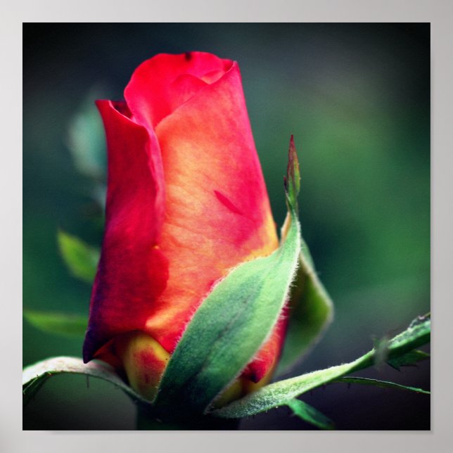 Poster Flor Red Rosebud Com Destaques Amarelos Fechar (Frente)