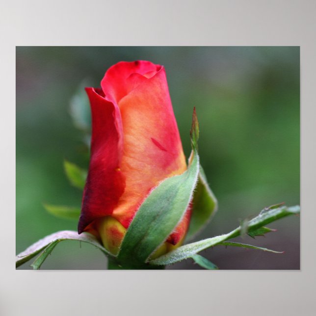 Pôster Flor Red Rosebud com Realces Amarelos (Frente)