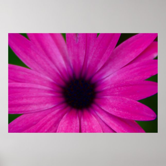 Pôster flor rosa (Frente)