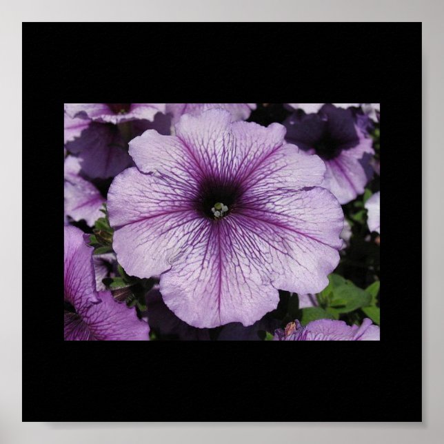 Pôster Flor rosa (Frente)