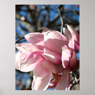 Pôster Flor rosa 3