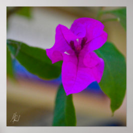 Poster Flor rosa assinado - #2