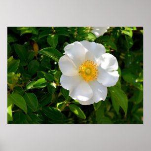 Poster Flor Rosa Cherokee