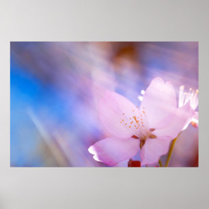 Poster Flor rosa de cereja