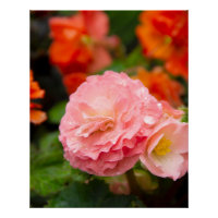 Flor rosa delicada após a chuva