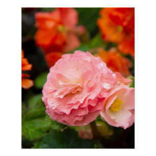 Pôster Flor rosa delicada após a chuva
