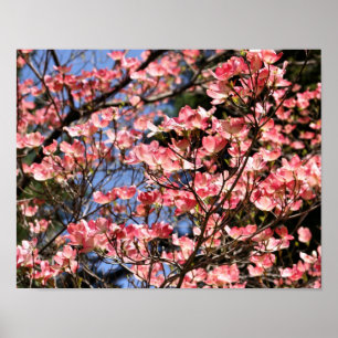 Pôster Flor Rosa Dogwood Flores