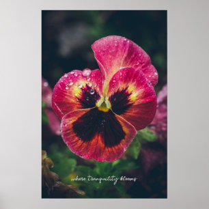 Poster Flor rosa e vermelha, cor-de-rosa, coberta de gota