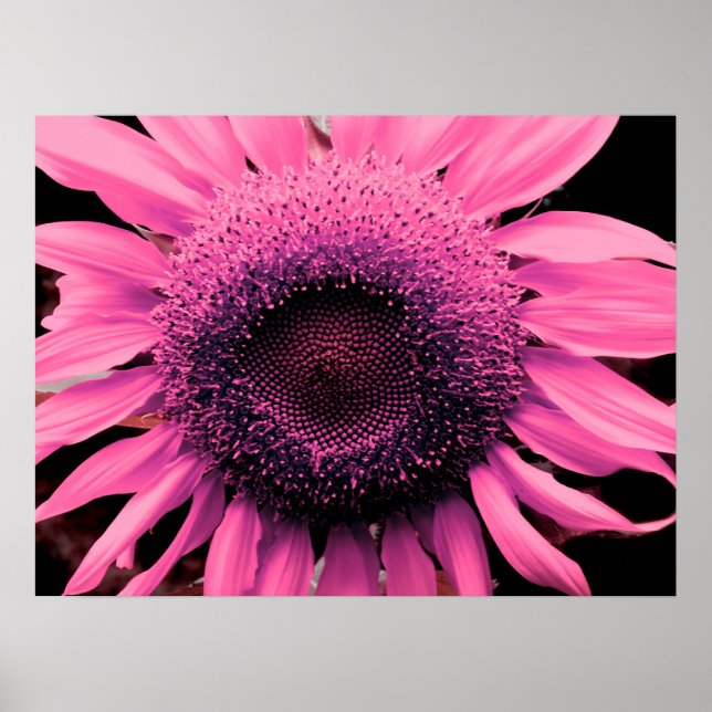 Poster Flor rosa Elegante Flor rosa girassol (Frente)