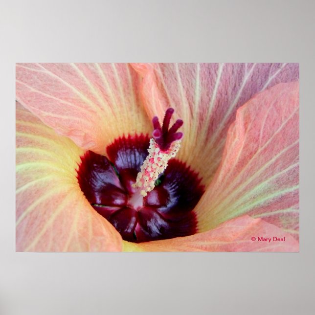 Pôster Flor Rosa Hau (Frente)