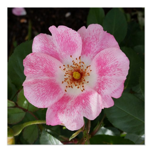Pôster flor rosa na sombra (Frente)