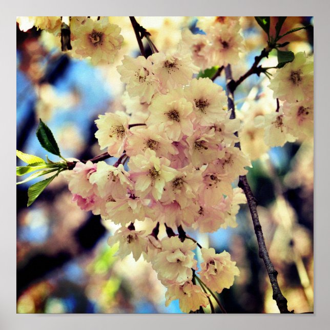 Poster Flor rosa Primavera 3 Feche-se (Frente)