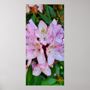 Poster Flor rosa Rhododendron