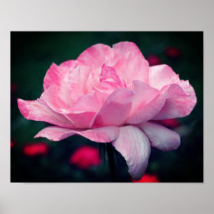 Poster Flor Rosa Rosa Forte
