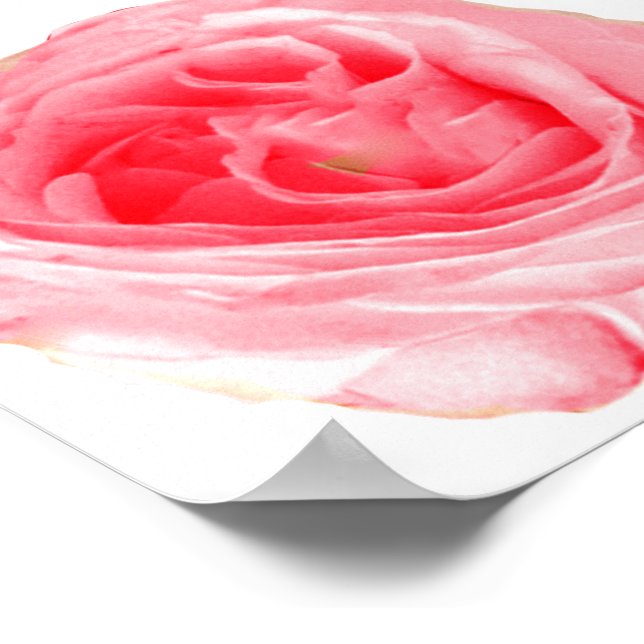 Poster Flor Rosa Rosa Rosa Rosa Rosa Rosa Rosa Rosa Rosa (Borda)