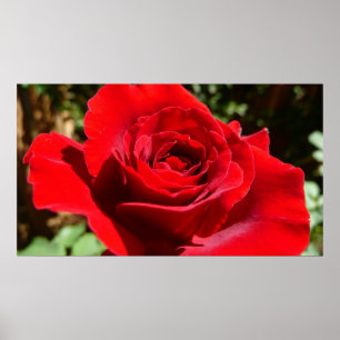 Pôster Flor Rosa vermelha brilhante Flor