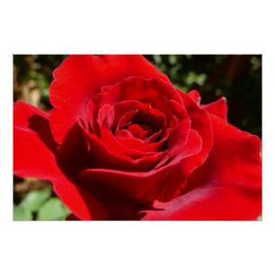 Pôster Flor Rosa vermelha brilhante Flor