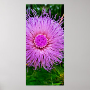 Poster Flor roxa e rosa