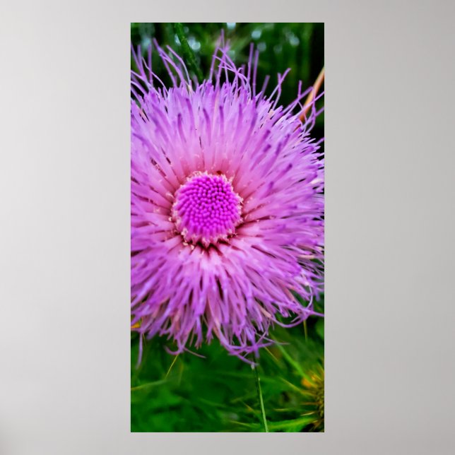 Poster Flor roxa e rosa (Frente)