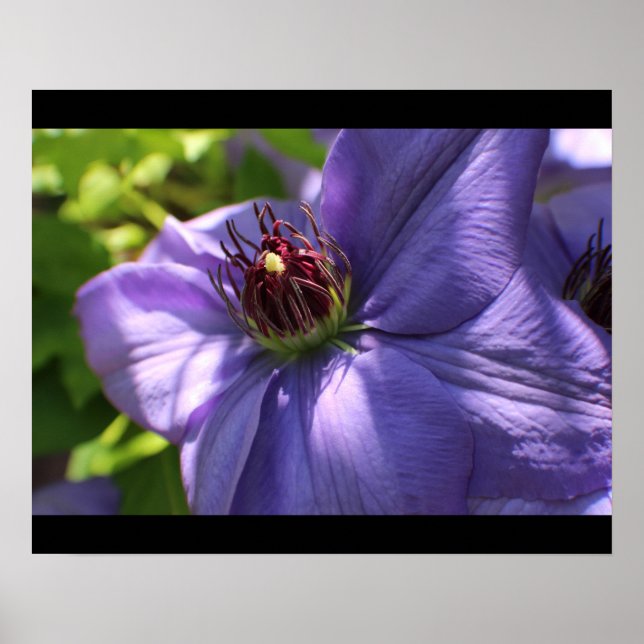 Pôster Flor Roxo (Frente)