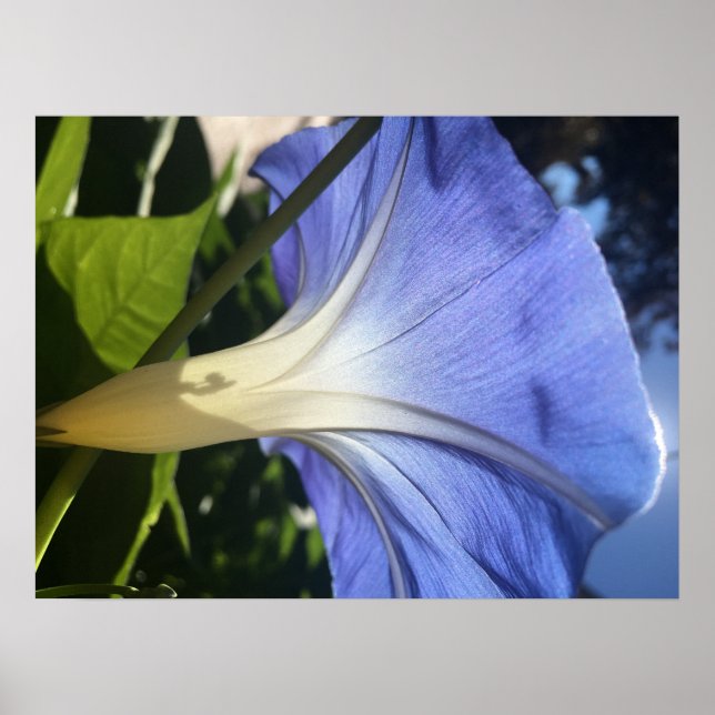 Pôster Flor Roxo (Frente)