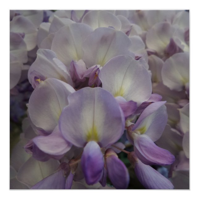 Pôster Flor Roxo 20" x 20",Papel Poster,Semibrilho (Frente)