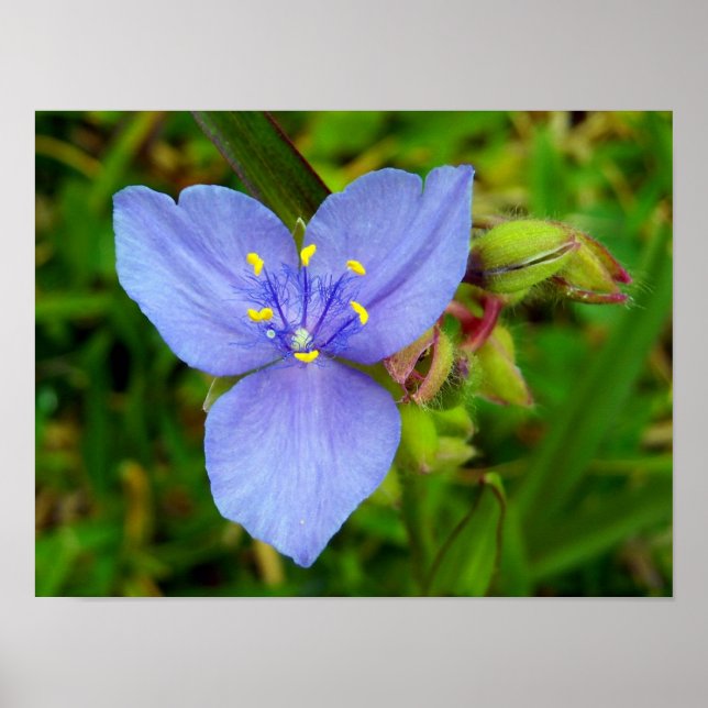 Poster Flor Roxo-Aranha (Frente)