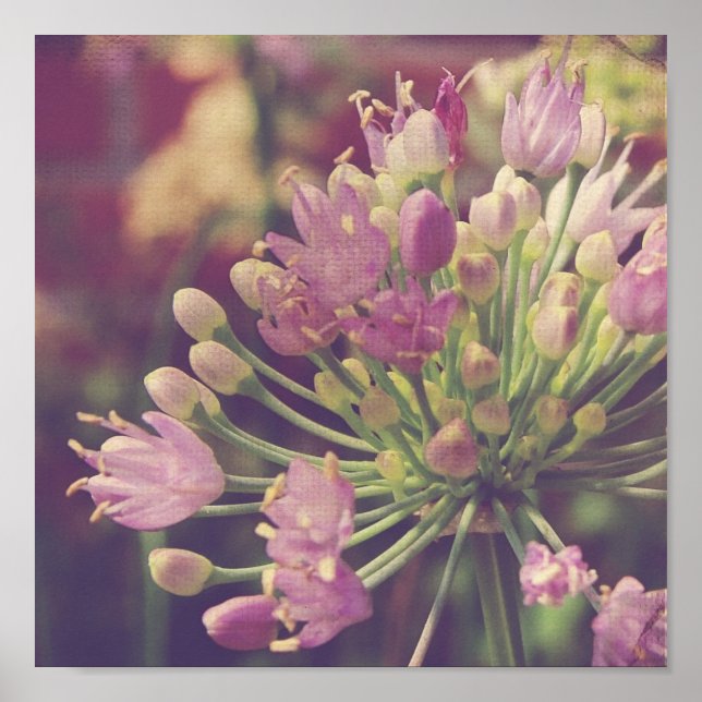 Pôster Flor Roxo bonito (Frente)