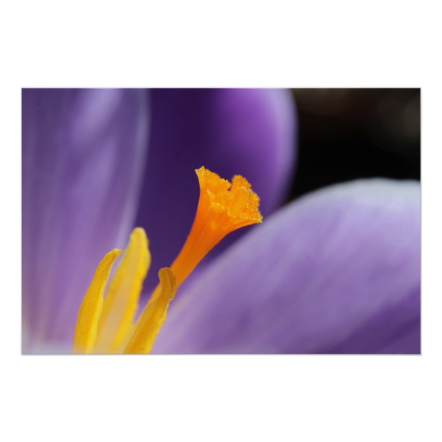 Pôster Flor Roxo-Crocus Saffron Stigma (Frente)