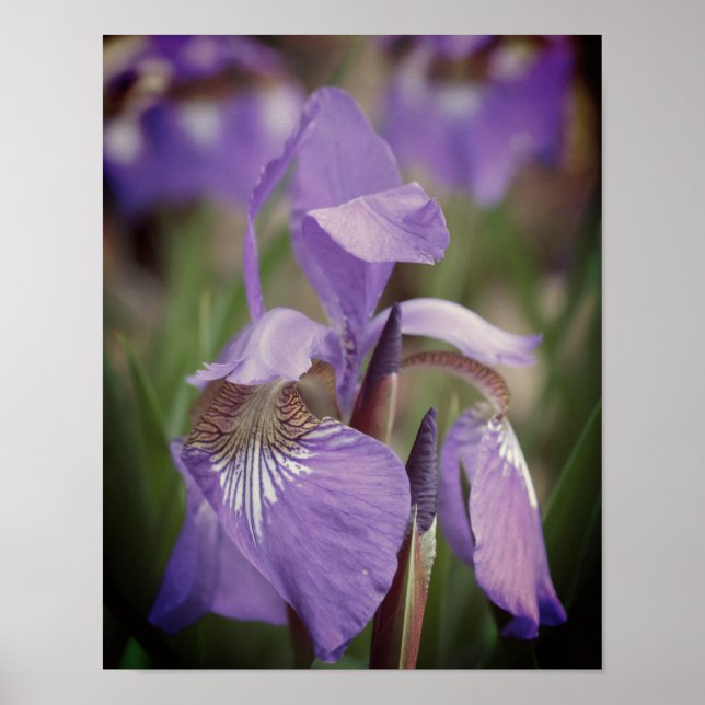 Poster Flor Roxo Sinalizador Iris (Frente)