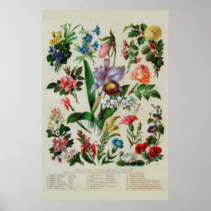 Poster Flor Russo de Vintage