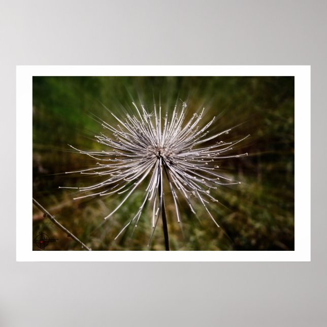 Pôster Flor selvagem (Frente)