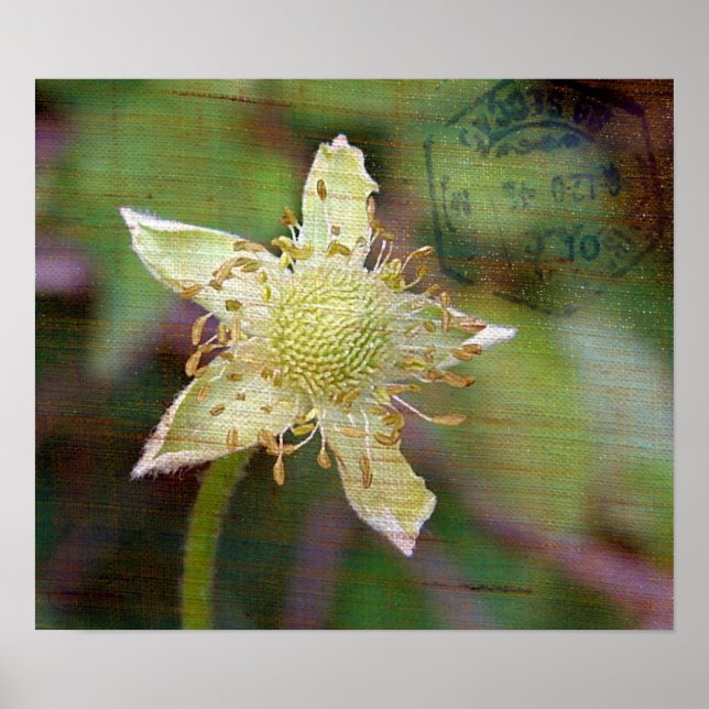 Poster Flor selvagem 4 (Frente)