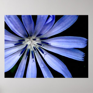 Poster Flor selvagem da chicória azul