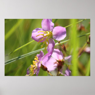 Pôster Flor selvagem de Lavendar